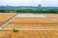 农机手驾驶收割机正在临沂市平邑县处所镇田间